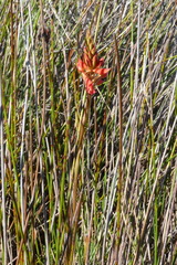 Disa ferruginea