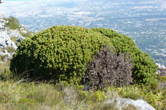 Mimetes fimbriifolius