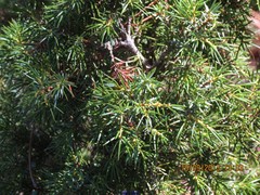 Juniperus