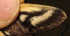 Xylophanes ceratomioides