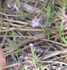 Hedeoma hyssopifolia