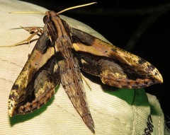 Xylophanes ceratomioides image