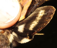 Xylophanes ceratomioides