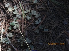 Potentilla cinerea