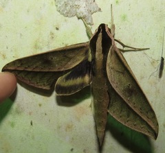 Xylophanes staudingeri