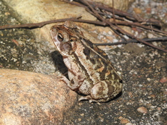Incilius luetkenii