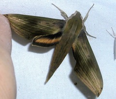 Xylophanes libya