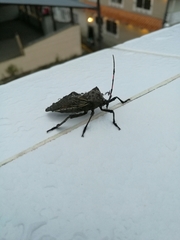 Pachylis acutangulus