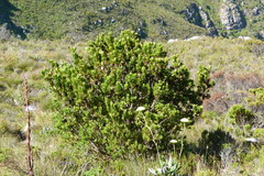 Leucadendron strobilinum