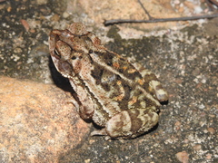 Incilius luetkenii