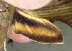 Xylophanes libya