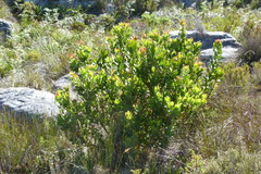 Leucadendron strobilinum