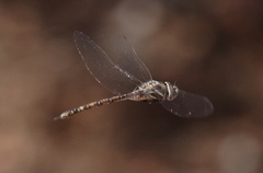 Rhionaeschna galapagoensis