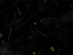 Mycena oregonensis