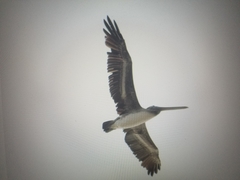 Pelecanus occidentalis