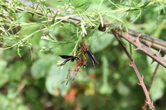 Diogmites platypterus