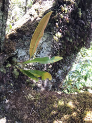 Elaphoglossum crassifolium