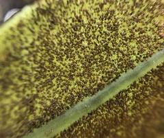 Elaphoglossum crassifolium