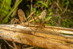 Amphineurus insulsus