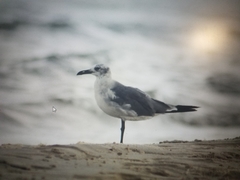 Leucophaeus atricilla