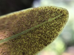 Elaphoglossum crassifolium