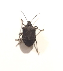 Halyomorpha halys