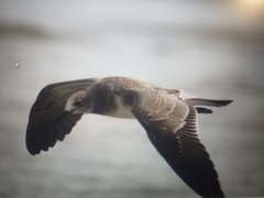 Leucophaeus atricilla