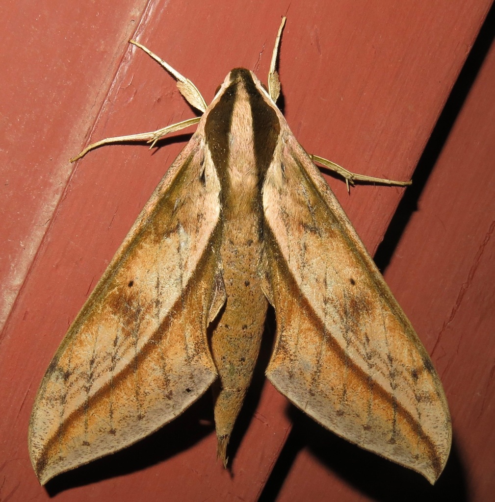 Xylophanes