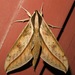 Xylophanes - Photo (c) Rich Hoyer, some rights reserved (CC BY-NC-SA), uploaded by Rich Hoyer