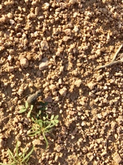 Cryptoglossa variolosa