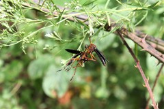 Diogmites platypterus
