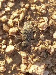 Cryptoglossa variolosa