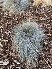 Festuca glauca
