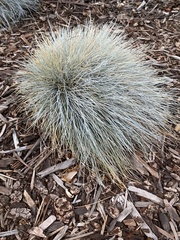 Festuca glauca