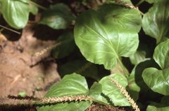 Plantago cordata