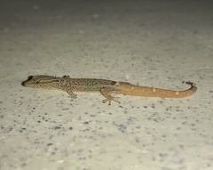 Sphaerodactylus