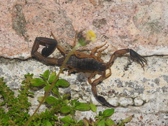 Centruroides gracilis