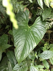 Anthurium obtusilobum