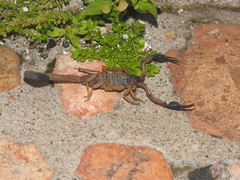 Centruroides gracilis