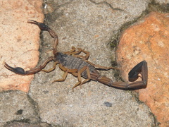 Centruroides gracilis