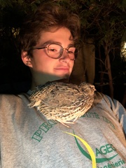 Coturnix