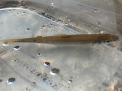 Notropis stilbius