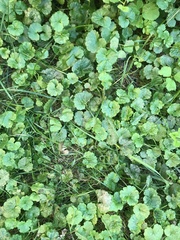 Glechoma hederacea