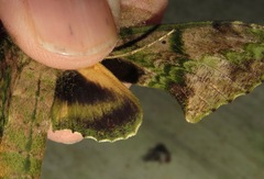 Xylophanes zurcheri