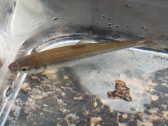 Notropis stilbius
