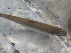 Notropis stilbius
