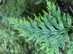 Selaginella arbuscula