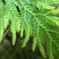 Selaginella arbuscula
