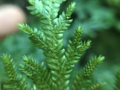 Selaginella arbuscula