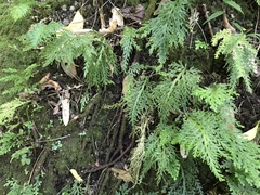 Selaginella arbuscula